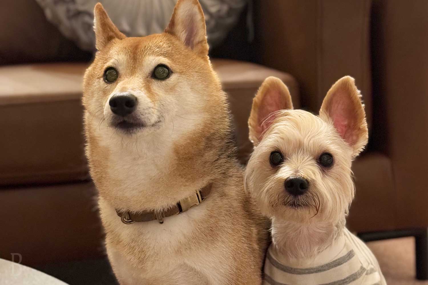 犬種・サイズ制限なし