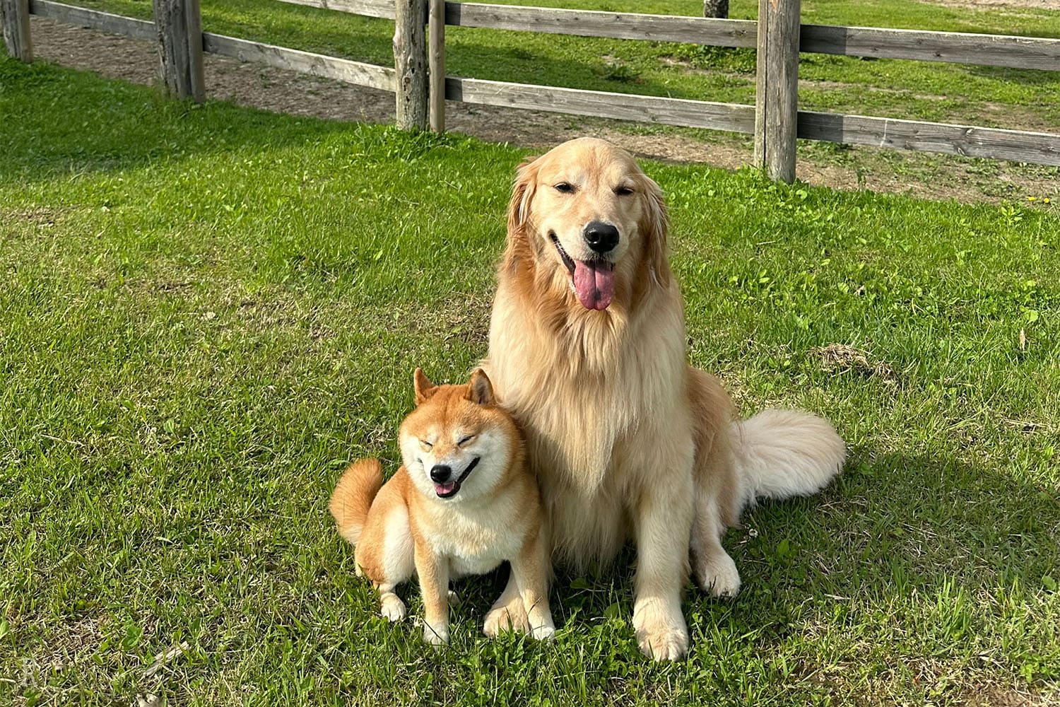 犬種・サイズ制限なし