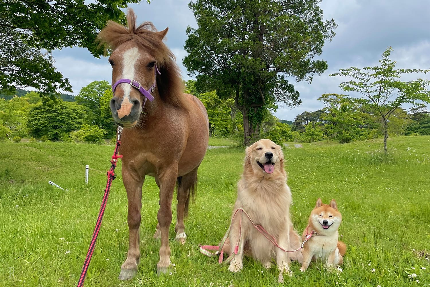 のびのび育った優しい馬と記念撮影！